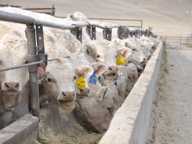 Even though Friday&#039;s Cattle on Feed Report came out neutral, the market closed lower. (DTN file photo by Chris Clayton)